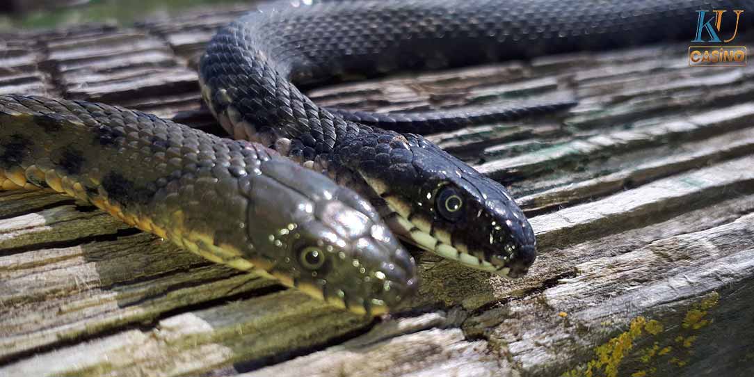 ฝันเห็นงูขึ้นบ้าน