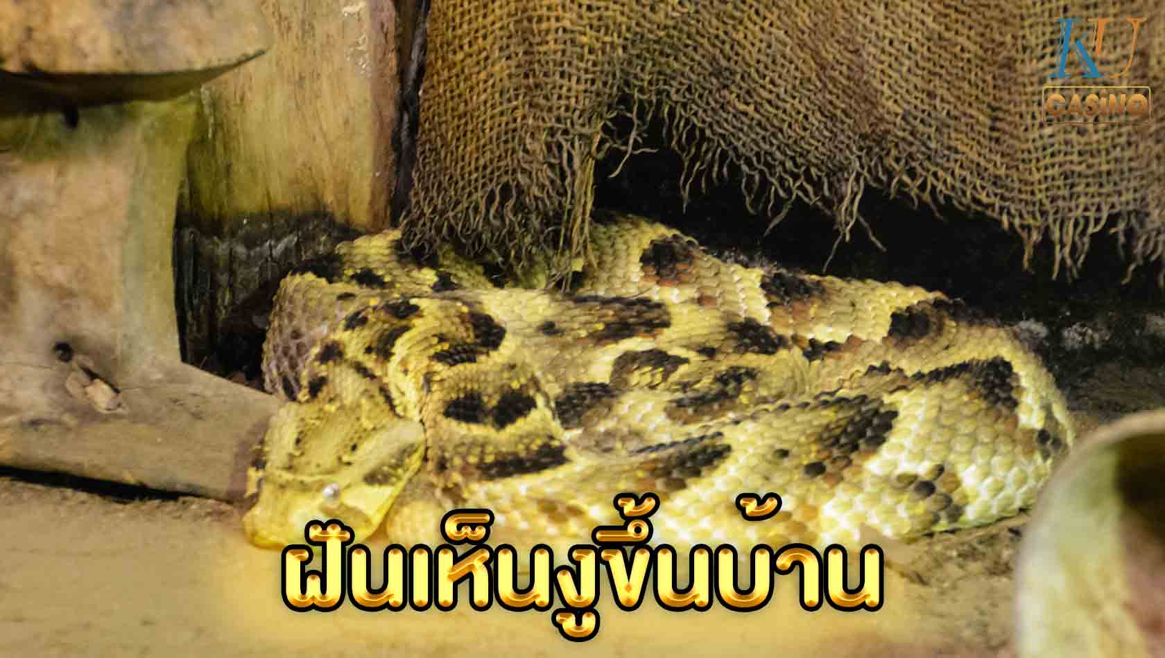 ฝันเห็นงูขึ้นบ้าน