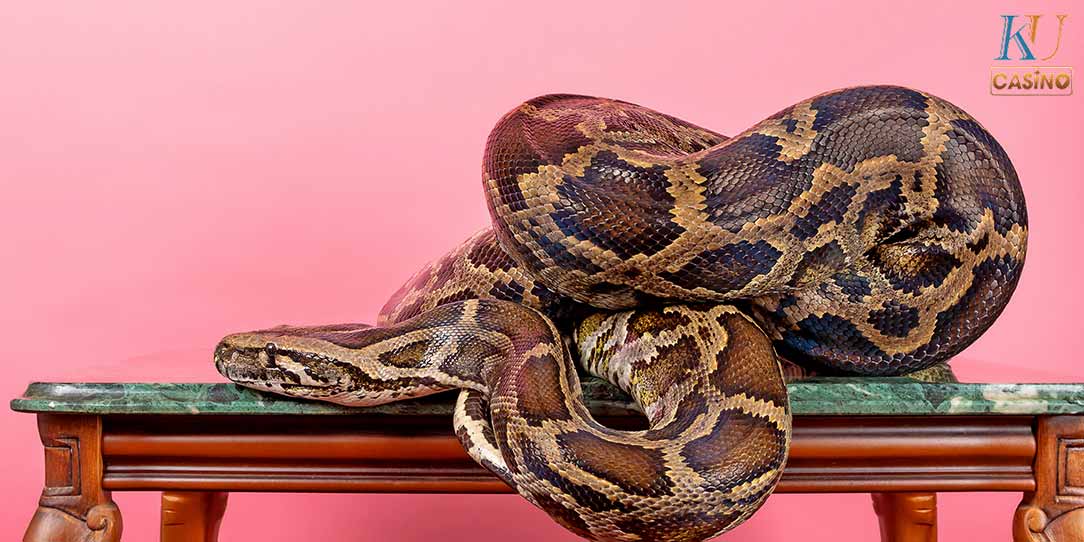 ฝันเห็นงูขึ้นบ้าน