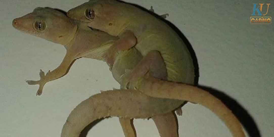 ฝันเห็น จิ้งจกสองหาง