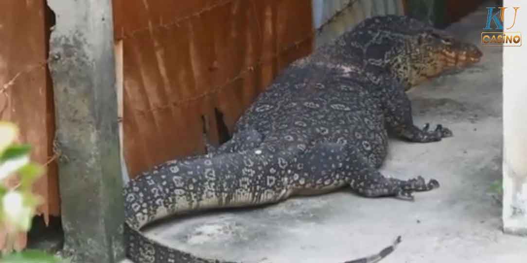 ฝันเห็น ตัวเงินตัวทองเข้าบ้าน