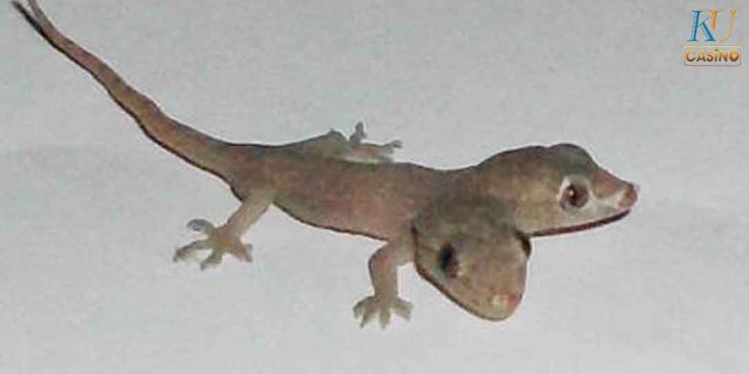 ฝันเห็น จิ้งจกสองหาง