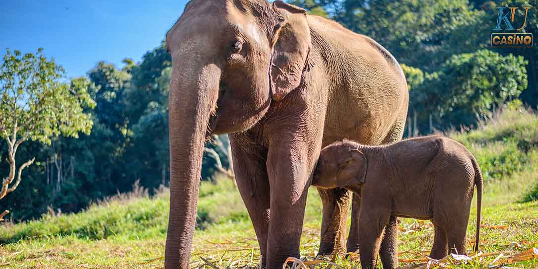 ฝันเห็นช้าง เลข