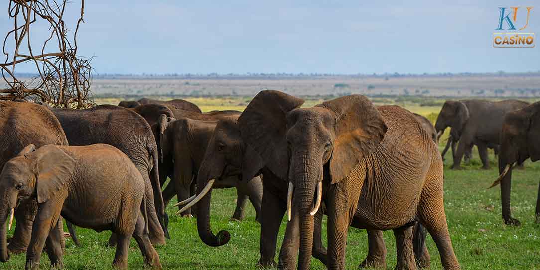 ฝันเห็นช้าง เลข