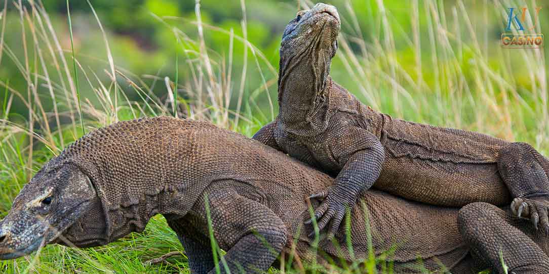 ฝันเห็น ตัวเงินตัวทองเข้าบ้าน