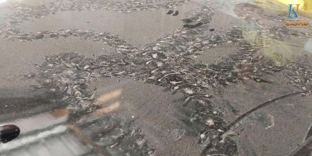 ฝันเห็น พญานาค เข้าบ้าน