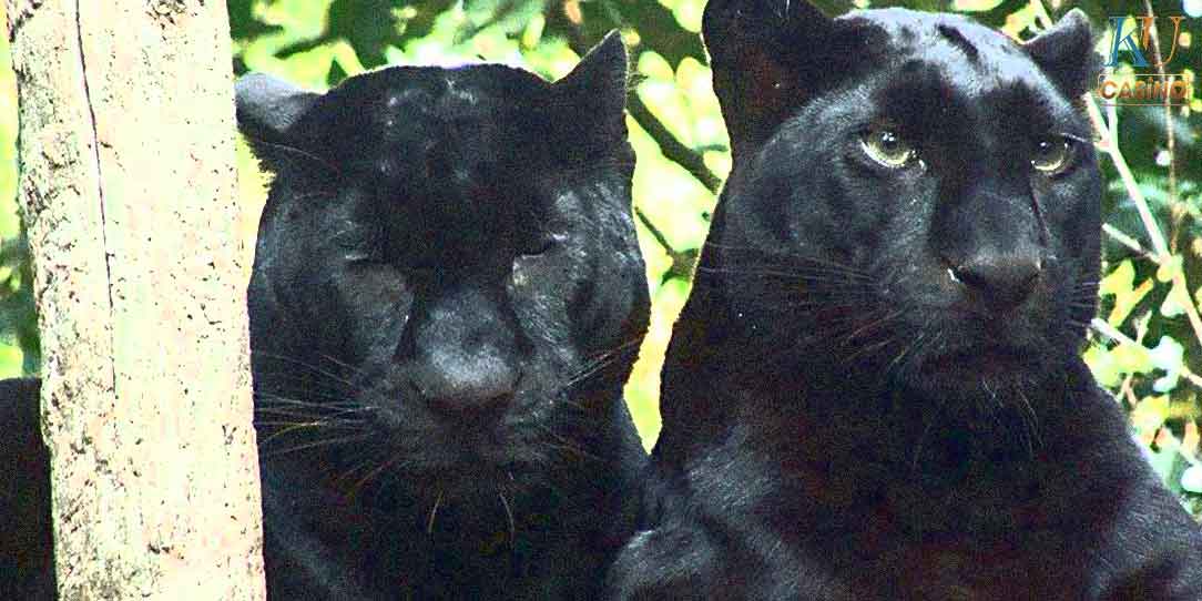 ฝันเห็น เสือดำ